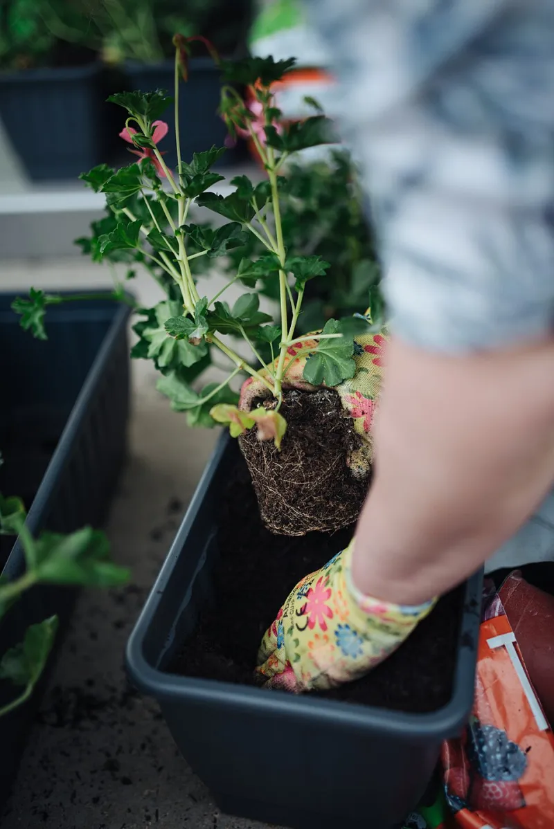 Big Impact, Small Budget: The Smart Gardener's Playbook for Container Gardens That Wow