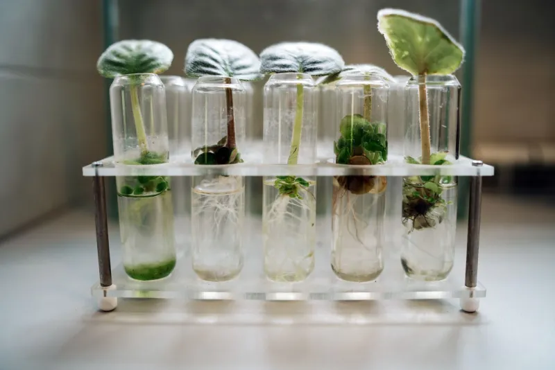 Not All Cuttings Are Created Equal: The Hidden Variables Behind Your Propagation Results