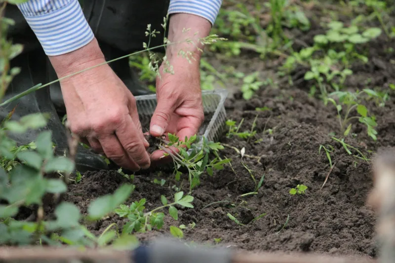 Hold On or Let Go? How to Know When a Struggling Plant Has Run Out of Time