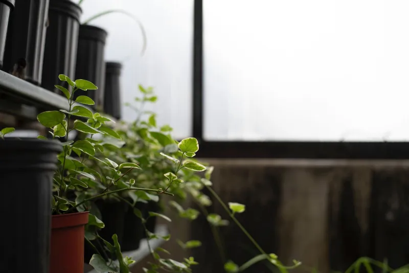 The Clearance Rack of the Garden World: How to Spot, Save, and Celebrate a Struggling Nursery Plant
