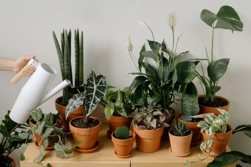 Gone for a Week, Back to a Graveyard: How to Keep Your Plants Alive While You're Away