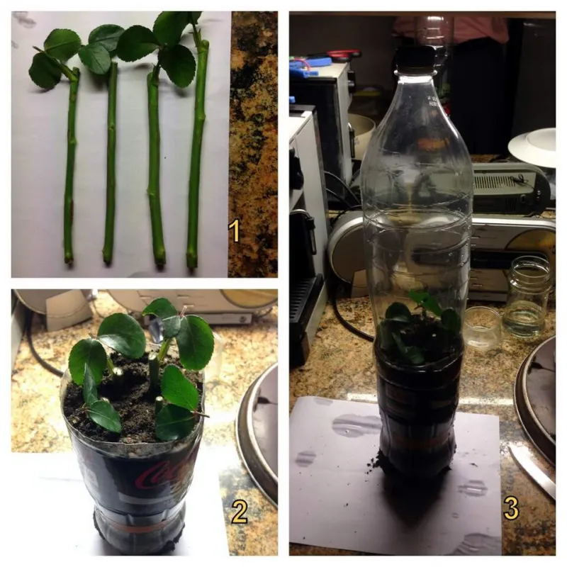 More Plants, Zero Dollars: How to Multiply What You Already Have