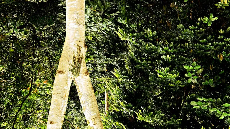 Plant It Once, Enjoy It Forever: How a Thoughtfully Designed Garden Gets Better With Age