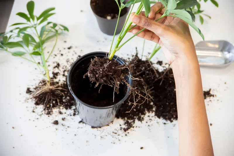 Roots Running Out of Room: How to Know When Your Plant Needs a Bigger Home