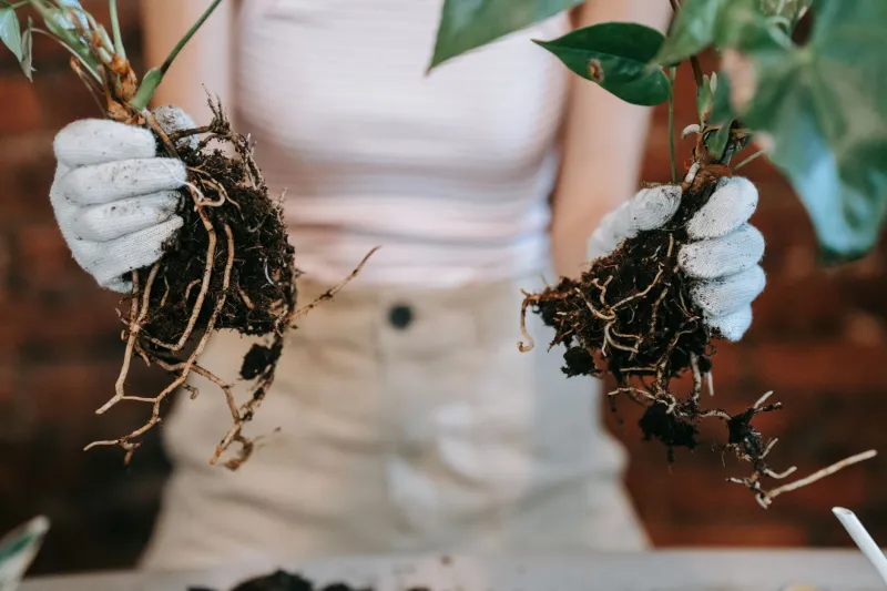 When the Copy Beats the Original: The Surprising Science of Cuttings That Outgrow Their Parent Plants