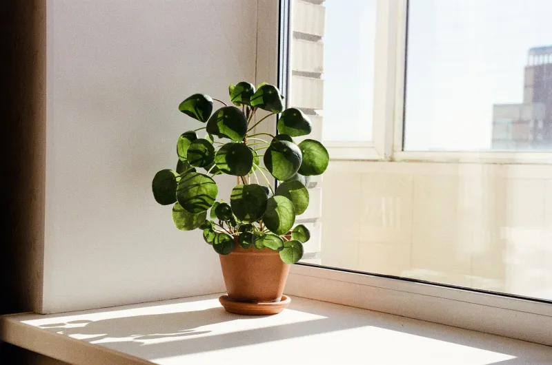 Why That Beautiful Nursery Plant Looks Half-Dead in Your Living Room
