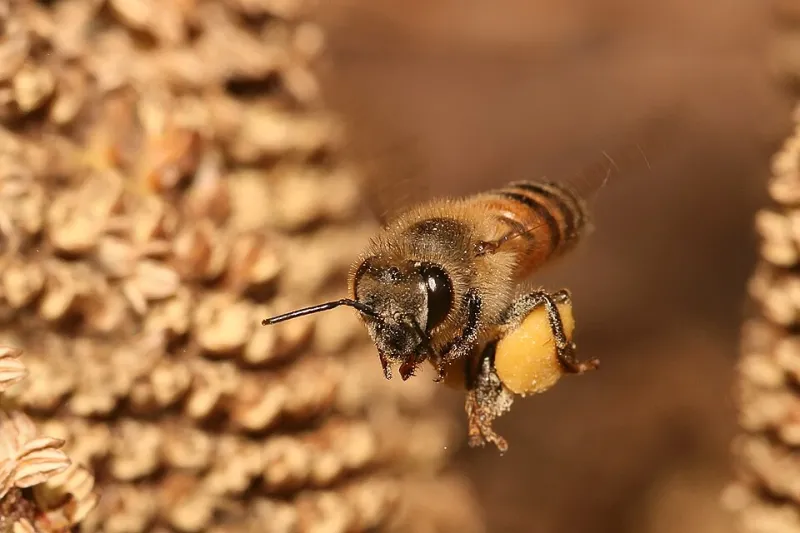 Gorgeous but Ghost Town: Why Pollinators Are Skipping Your Yard
